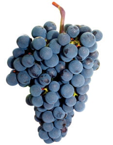 Merlot Szczep Winogron