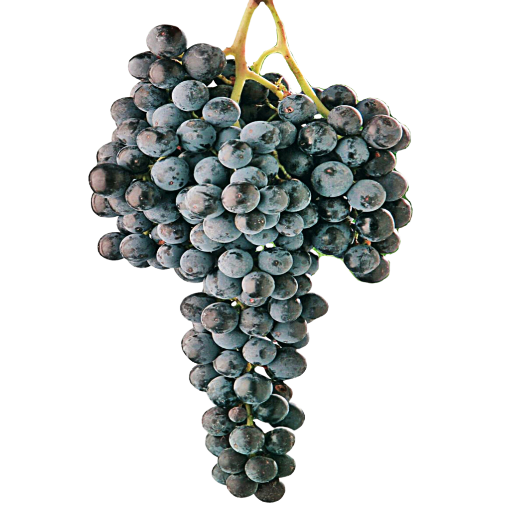 cabernet sauvignon