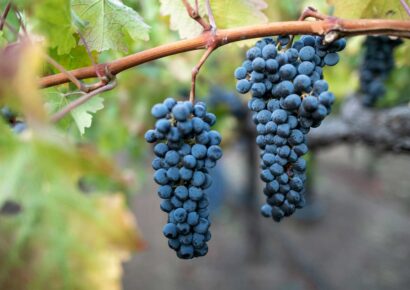 Cabernet Sauvignon szczep