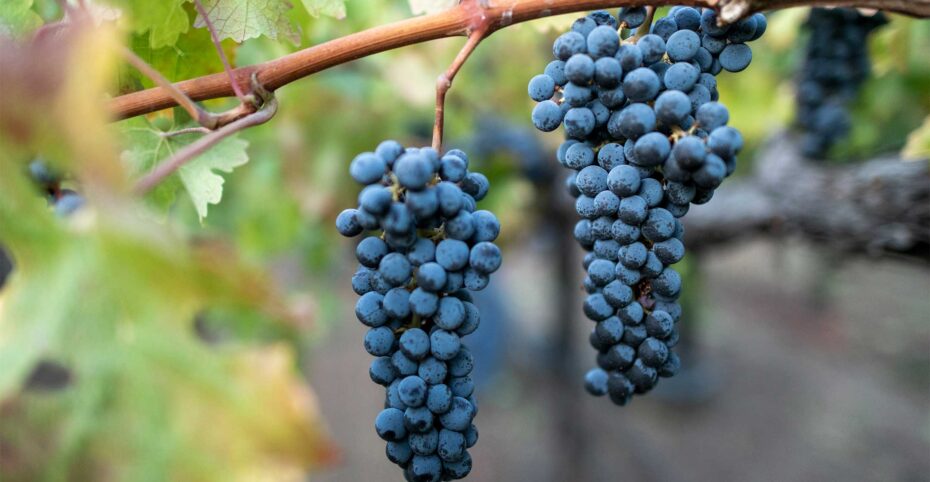 Cabernet Sauvignon szczep