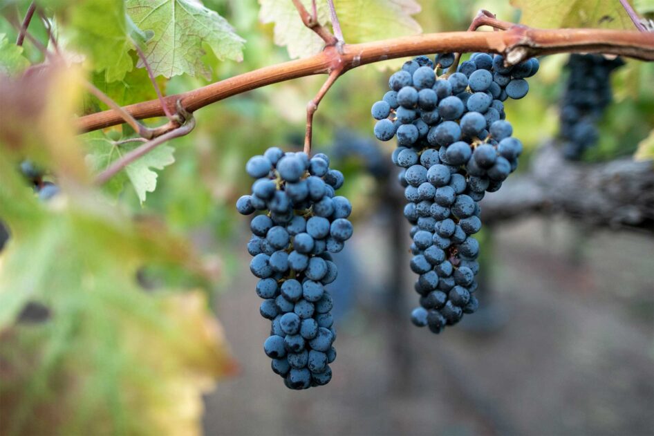 Cabernet Sauvignon szczep