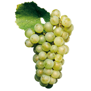 Chardonnay - szczep winogron pochodzący z Francji. Mają jasny, złocisty odcień i są lekko przezroczyste. Światło pada na owoce, podkreślając ich soczystość i delikatny blask.