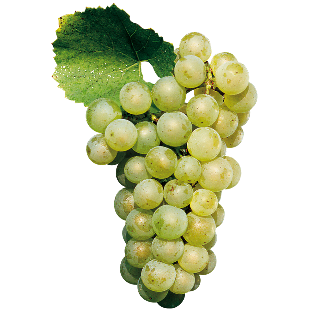 Chardonnay - szczep winogron pochodzący z Francji. Mają jasny, złocisty odcień i są lekko przezroczyste. Światło pada na owoce, podkreślając ich soczystość i delikatny blask.