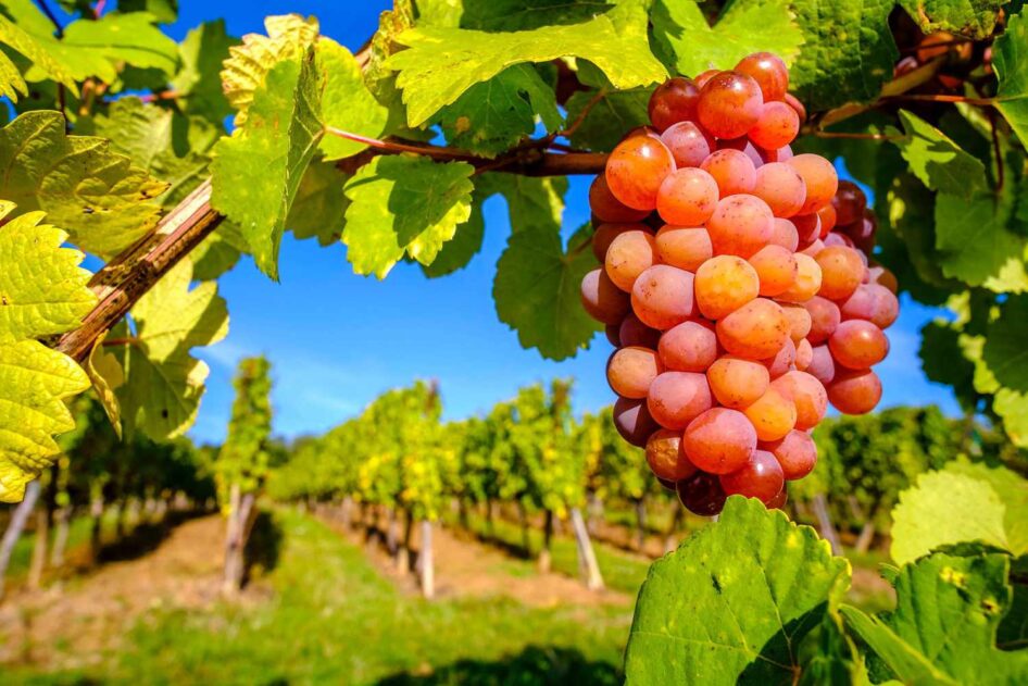 Gewurztraminer Szczep