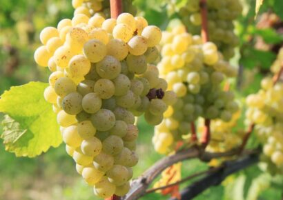 Stettyn Sauvignon Blanc | Białe wytrawne z RPA