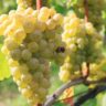Stettyn Sauvignon Blanc | Białe wytrawne z RPA