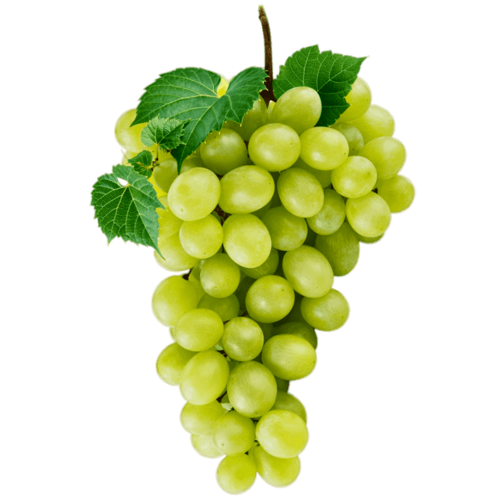 Sauvignon Blanc - popularny szczep winogron, używany do produkcji wina. Pochodzi z Doliny Loary we Francji. Świeże winogrona, o zielonym kolorze i lekko woskowanej skórce. Winogrona mają okrągły kształt.