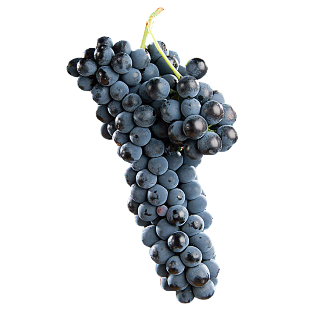 shiraz