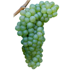 Viognier - szczep winogron, używany do produkcji wina. Pochodzi z Doliny Rodanu we Francji. Winogrona o zielonym odcieniu i gładkiej skórce. Ułożone w zwarte grono. Owoce są okrągłe, dojrzałe.