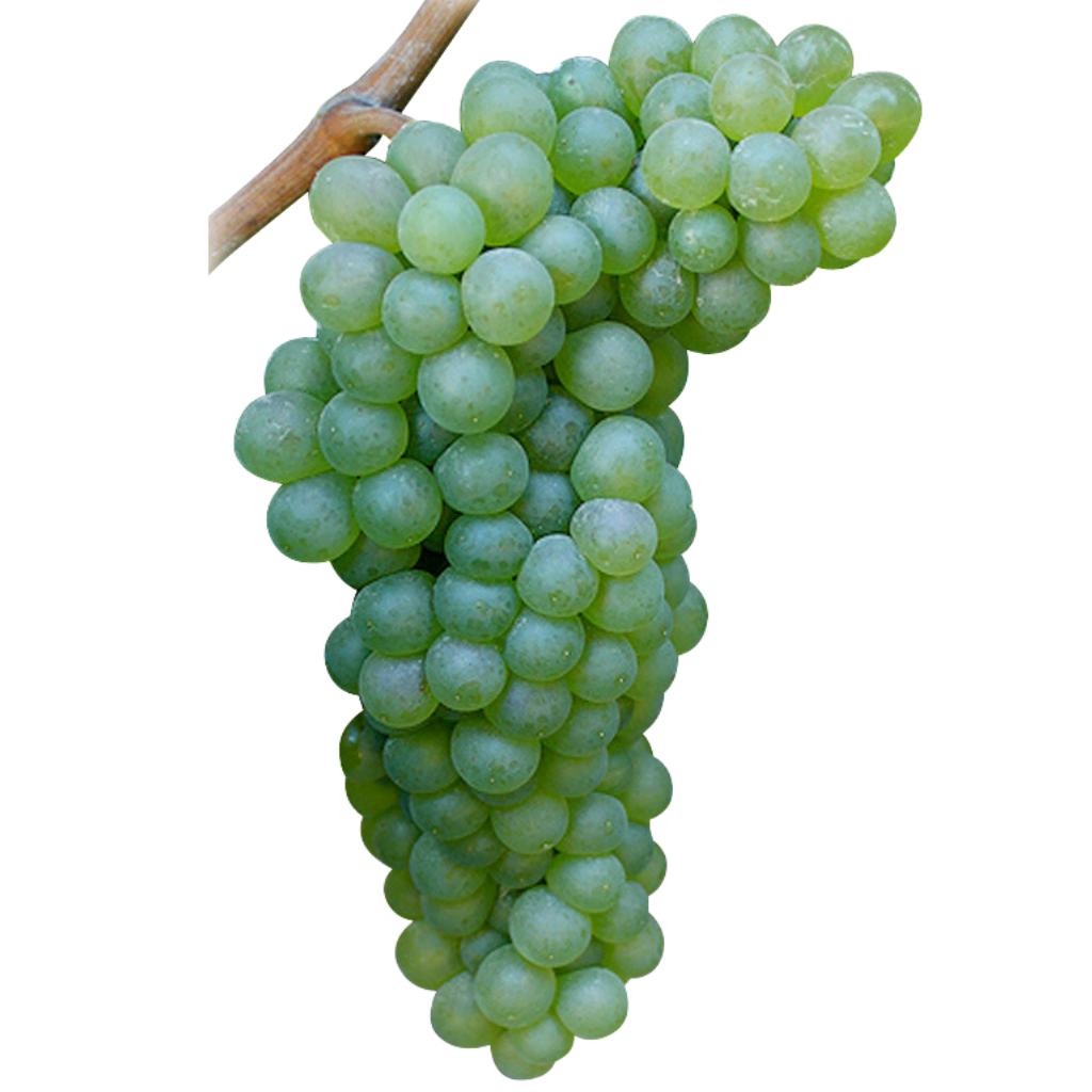 Viognier - szczep winogron, używany do produkcji wina. Pochodzi z Doliny Rodanu we Francji. Winogrona o zielonym odcieniu i gładkiej skórce. Ułożone w zwarte grono. Owoce są okrągłe, dojrzałe.