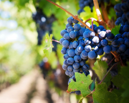 Carignan Szczep