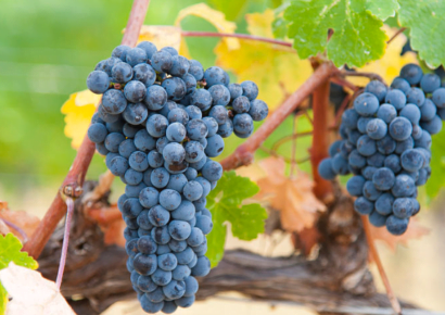 Merlot | Szczep