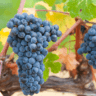 Merlot | Szczep
