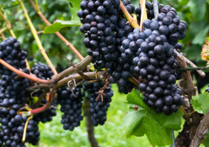 Pinot Noir Szczep