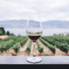 Amarone della Valpolicella: Klejnot Włoskiego Wina