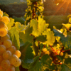 Gdzie uprawiany jest Riesling?