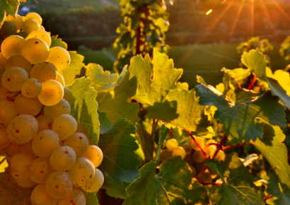 Gdzie uprawiany jest Riesling?
