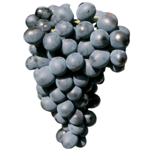 Cinsault - szczep winogron pochodzący z Francji. Owalne winogrona o ciemnej barwie.