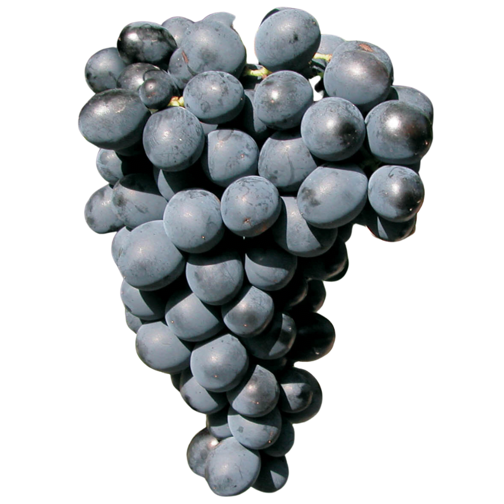 Cinsault - szczep winogron pochodzący z Francji. Owalne winogrona o ciemnej barwie.