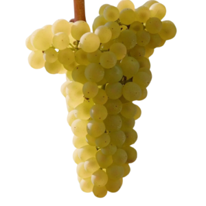 Vermentino (znany we Francji jako Rolle) - szczep winogron pochodzący z Włoch. Owoce są jasne i mają żółto-zielony kolor, małe, okrągłe.